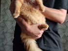 Мейн-кун вязка кот объявление продам