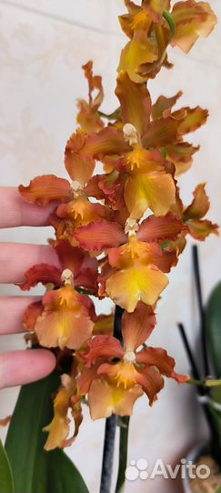 Орхидея цветут