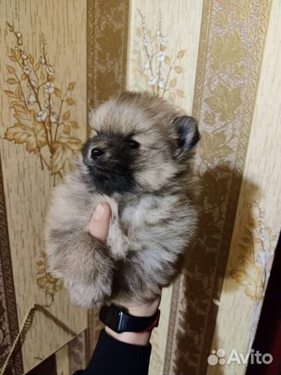 Щенки немецкого шпица