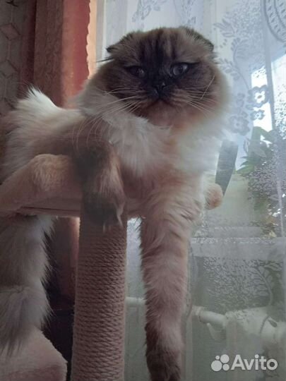 Шотландские котята длинношерстные