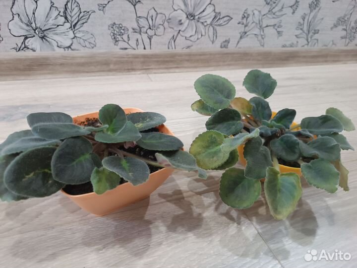 Фиалка сортовая