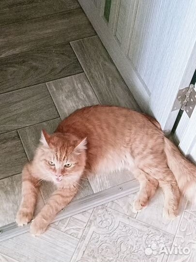 Рыжий котик в добрые руки