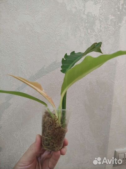 Филодендрон серратум оранж