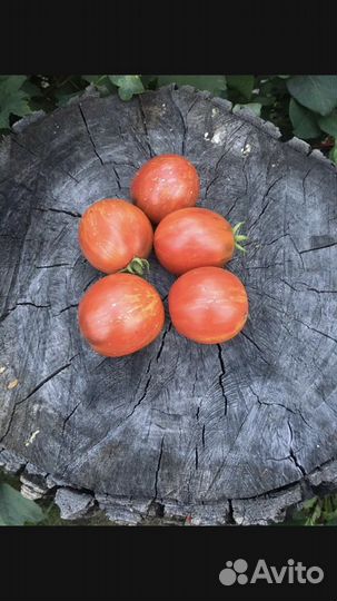 Семена томатов Гномов
