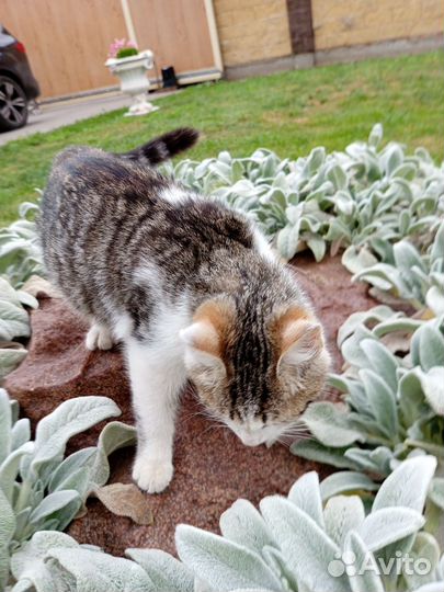 Котенок девочка