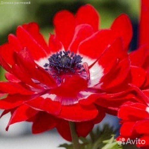 Анемона Говернор (15 луковиц) Holland Bulbs (Голл