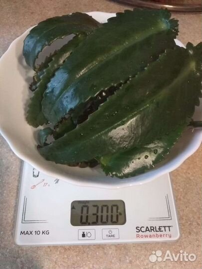 Каланхоэ замороженные листики