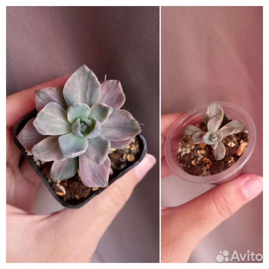 Черенки суккулентов