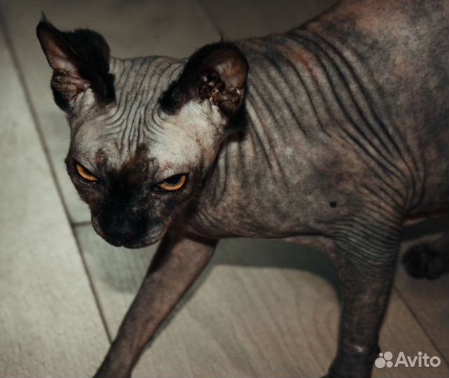 Шикарная кошка канадский сфинкс