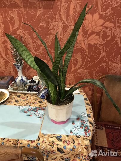 Комнатные цветы тещин язык