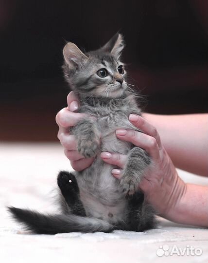 Котенок мальчик 2.5 мес