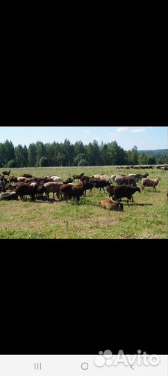 Овцы бараны на мясо