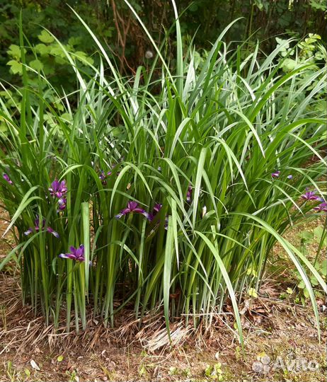 Ирис Спуриа орхидеевидный
