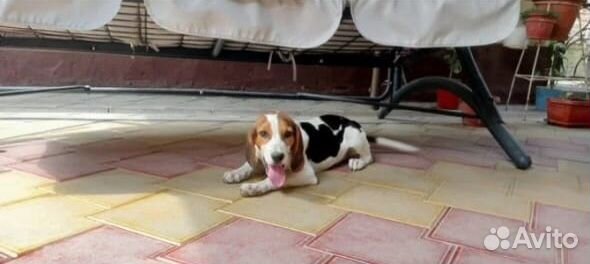 Щенок эстонской гончей