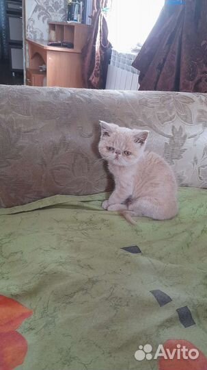 Котята экзоты