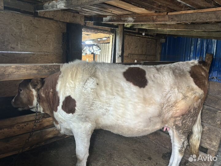 Телка стельная