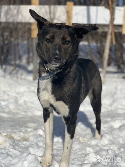 Собака бесплатно