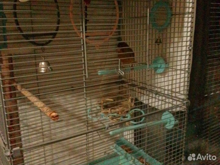 Кенара и канарейки