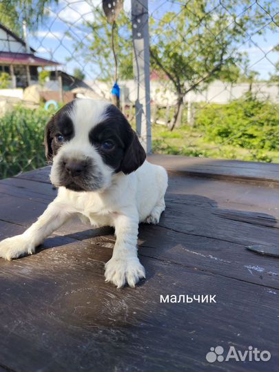 Русский спаниель