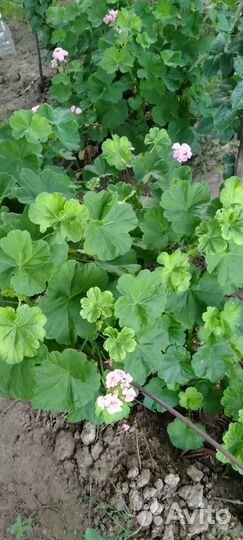 Герань пеларгония розебудная