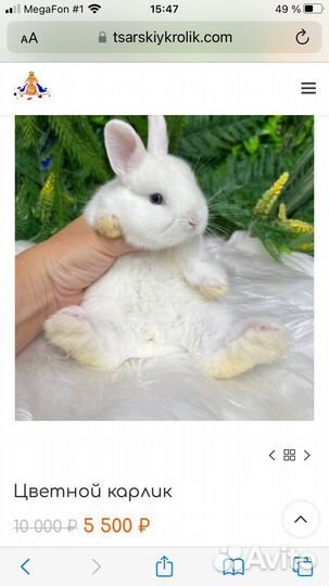 Мини кролики ручные