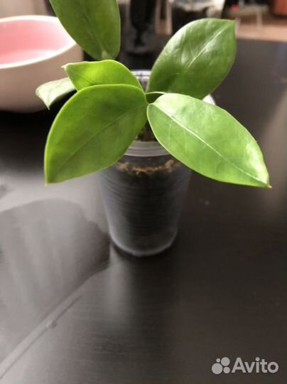 Замиокулькас