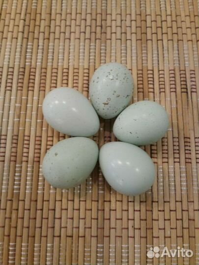 Перепела, инкубационное яйцо, селадон. Кеклики