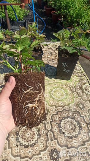 Саженцы ежевики