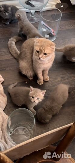 Отдам безоплатно котят