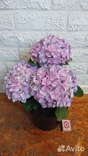 Гортензия крупнолистная Бэль Седакшен