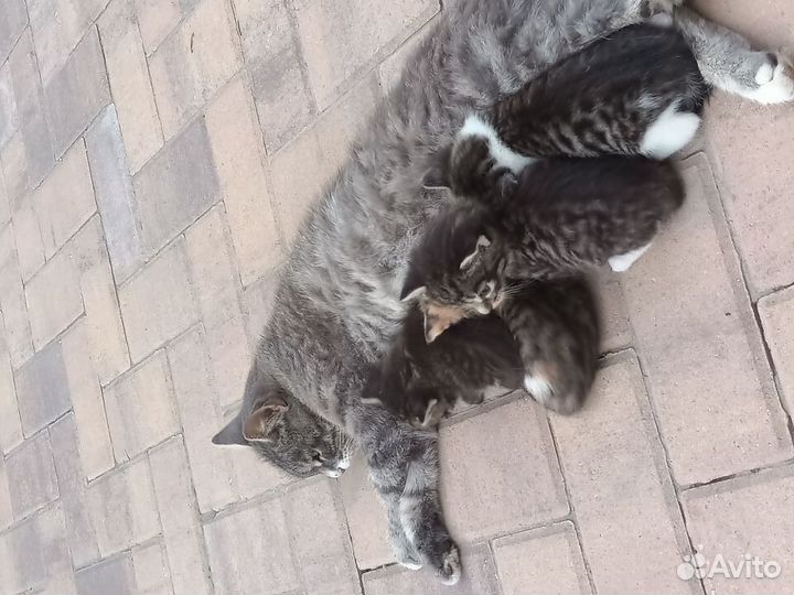 Котята в добрые руки