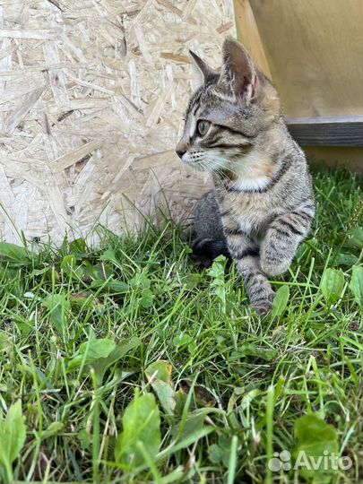 Британский котенок, девочка