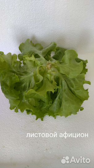 Салат листовой