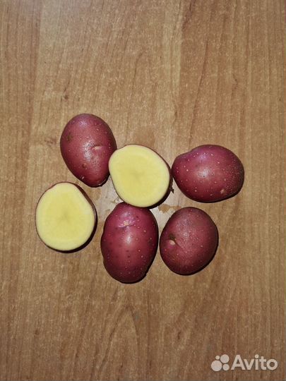 Семенной картофель сорта Алуэт