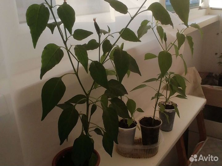 Комнатный перчик