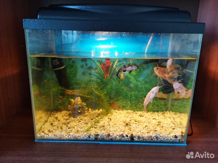 Аквариум с рыбками