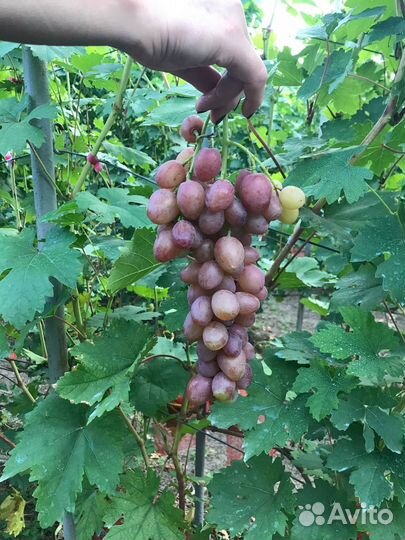 Саженцы и черенки винограда