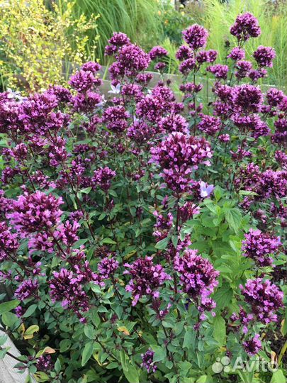 Мята, душица, тимьян,шалфей,иссоп, чабер, чабрец