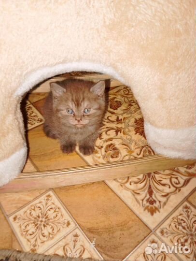 Продам британских котят