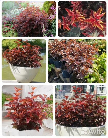 Кустарники и хвойные