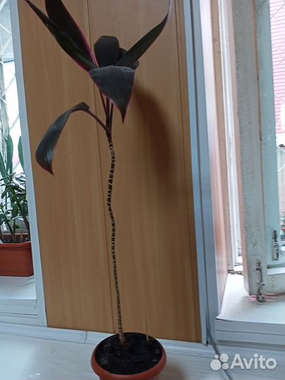 Комнатные растения цветы Кордилина