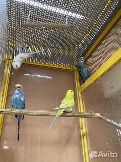 Волнистый попугай