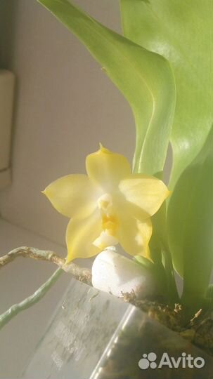 Орхидея фаленопсис