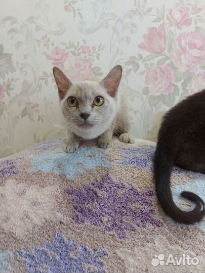 Бурманский котенок