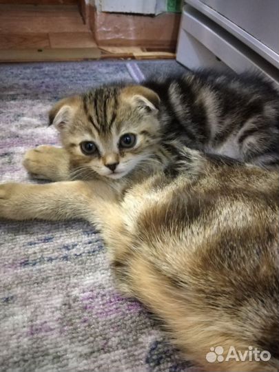 Шотландские вислоухие котята