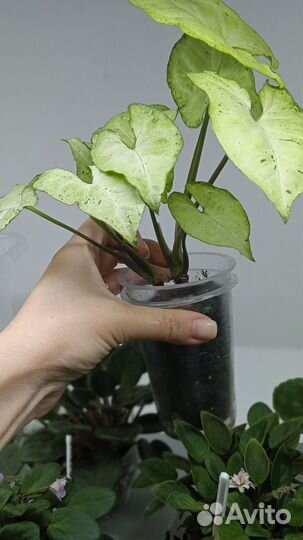 Сингониум Фриклес