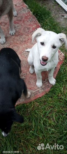 Собака в добрые руки отдам бесплатно