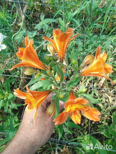 Альстромерия корни