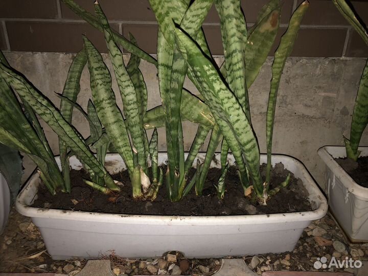 Сансевиерия