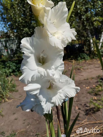 Пока стоп. Букеты Гладиолусы. Срежу по заявке